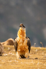 Bearded vulture (Gypaetus barbatus) photographed in Spain
