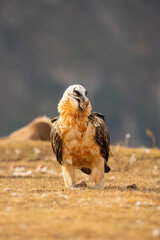Bearded vulture (Gypaetus barbatus) photographed in Spain