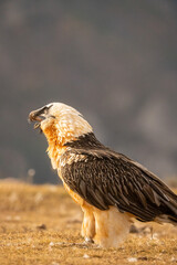 Bearded vulture (Gypaetus barbatus) photographed in Spain