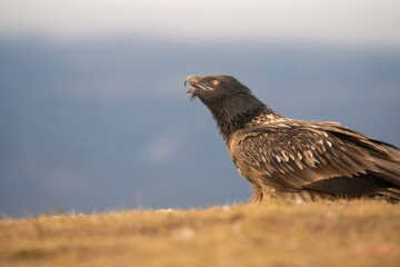 Bearded vulture (Gypaetus barbatus) photographed in Spain