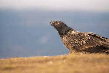 Bearded vulture (Gypaetus barbatus) photographed in Spain