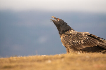 Bearded vulture (Gypaetus barbatus) photographed in Spain