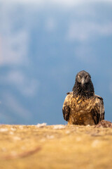 Bearded vulture (Gypaetus barbatus) photographed in Spain