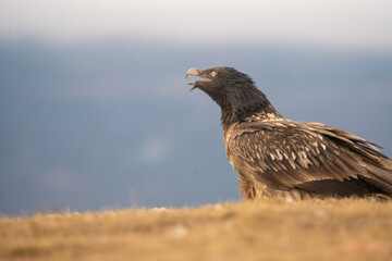 Bearded vulture (Gypaetus barbatus) photographed in Spain