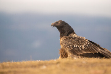 Bearded vulture (Gypaetus barbatus) photographed in Spain