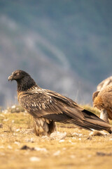 Bearded vulture (Gypaetus barbatus) photographed in Spain