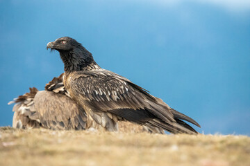 Bearded vulture (Gypaetus barbatus) photographed in Spain