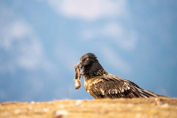 Young bearded vulture (Gypaetus barbatus) photographed in Spain
