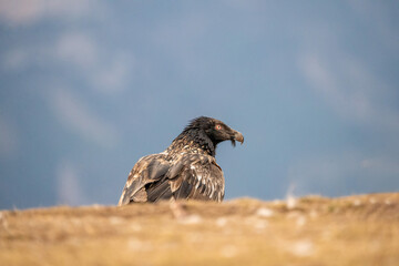 Young bearded vulture (Gypaetus barbatus) photographed in Spain