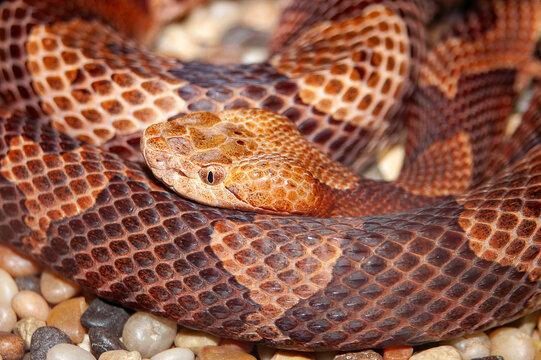 closeup of a copperhead snake