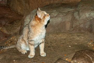 small wild cat in zoo