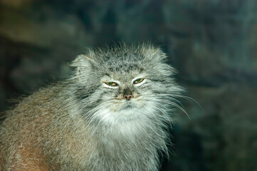 closeup of a pallas cat