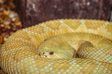 close up of an Aruba rattlesnake
