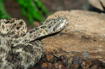 horned viper 