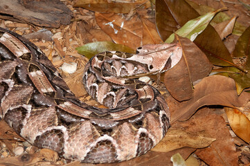 gaboon viper