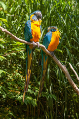 blue and yellow macaws