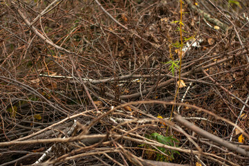 A lot of broken branches of trees. Cut branches of wood.