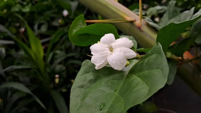 Fresh jasmine flower blooming in the morning