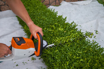 Naklejka premium Gardener trimming boxwood with motorized shears. Selective focus. 