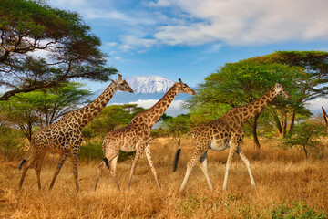 
Giraffen und der Kilimandscharo im Amboseli Nationalpark 
