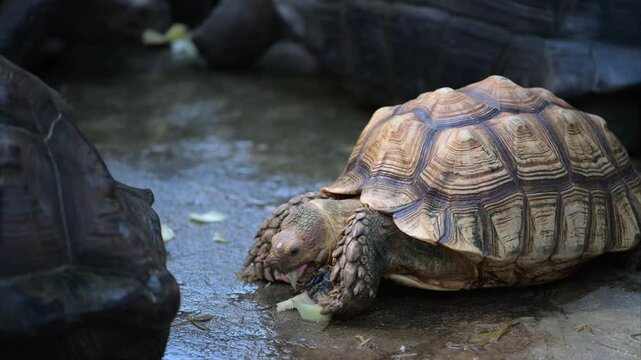 Tortoise enjoys fresh vegetables in natural habitat surrounded by companions
