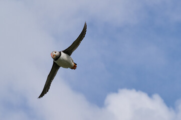 Puffin in der Luft