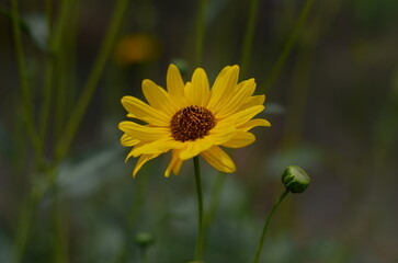 yellow dandelion flower