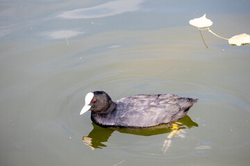 Beautiful ducks in the lake at Yuanmingyuan Park, Beijing