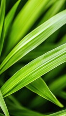 Vibrant green leaves in lush detail, showcasing nature's beauty.