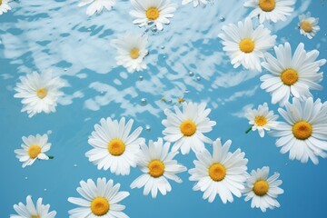 White daisy flowers with yellow center floating on bright blue water surface creating relaxing and inspiring mood