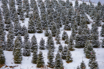 Christmas tree farm in winter