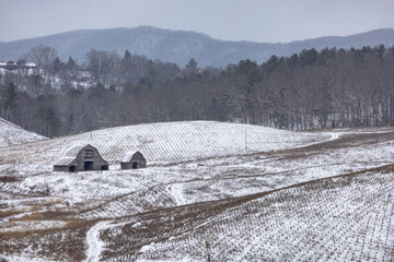 Christmas tree farm in winter