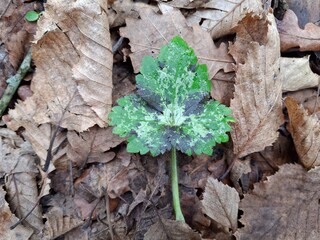 beautiful small multicolored leaf on the ground in the forest on dry leaves