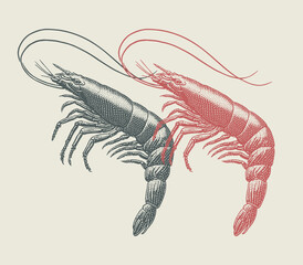 Hand drawn shrimp design illustration