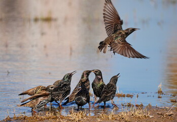 Starlings, scientific name sturnus vulgaris