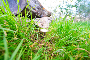white mushroom among the grasses of the green meadow