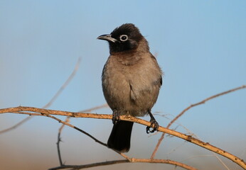 A white-spectacled bulbul (Pycnonotus xanthopygos) perched on a flame of the forest (Butea monosperma) tree branch.