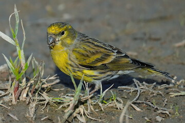 Portrait of a male eurasian siskin. Wildlife scene with a yellow bird. Carduelis spinus