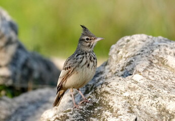 Common lark (Galerida cristata) photographed in Turkey