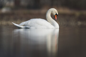 Waterfowl Cygnus olor aka The mute swan with reflection on the surface of the pond. Sleeping swan...