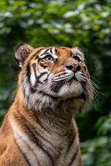 Fototapeta premium Powerful tiger captured in full motion, showcasing stunning details in its breathtaking natural habitat