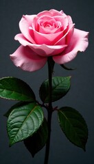 Naklejka premium Soft pink rose bloom on dark green leaves isolated on black background, monochromatic, floral
