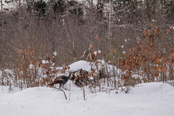 Turkeys in the Woods