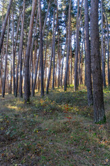Carpet of orange autumn leaves. The trunks of coniferous trees are illuminated by the morning sun. The sun's rays fall on the field. The forest is in the background