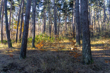 Carpet of orange autumn leaves. The trunks of coniferous trees are illuminated by the morning sun. The sun's rays fall on the field. The forest is in the background