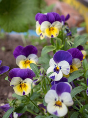 violets in the garden close up