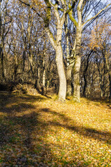 Obraz premium A warm ray falls on a sunny morning meadow with autumn leaves. Shadows of trees and bushes. Forest in the background