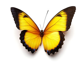 Fototapeta premium Majestic butterfly display nature museum macro photography studio setup close-up vibrant colors and patterns
