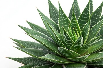 a stunning green plant with intricate details in an isolated white environment, highlighting its unique texture and pattern, close-up, detailed foliage, plant specimen, natural history, leaf anatomy