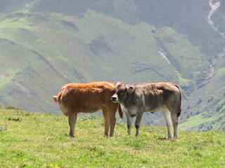 beautiful cows eating green grass feeding to give milk and meat